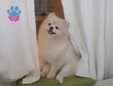 Barnie erkek köpeğimize eş arıyoruz