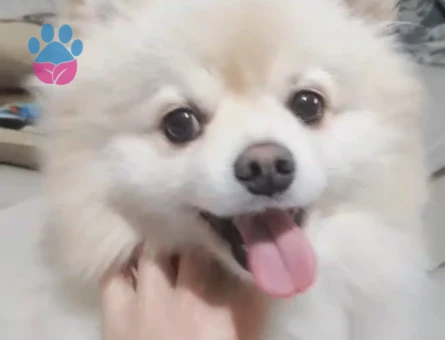 Barnie erkek köpeğimize eş arıyoruz