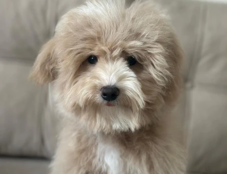 Maltipoo Oğlan Çocuğuma Eş - 118978311