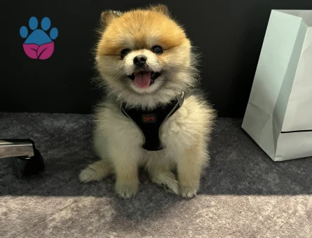 SAF KAN POMERİAN KISA BURUN