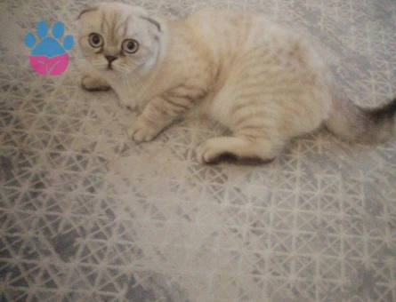 Tanem kızıma eş arıyoruz :)