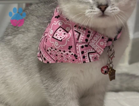 Kedimiz Bellaya Eş Arıyoruz