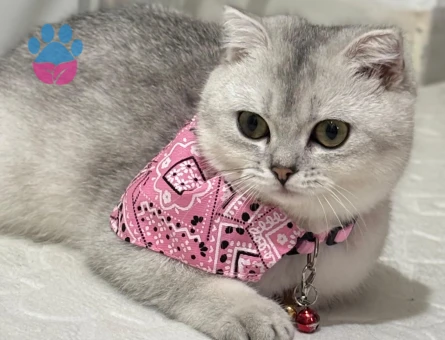 Kedimiz Bellaya Eş Arıyoruz