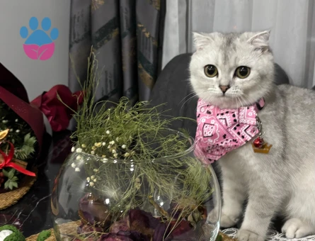 Kedimiz Bellaya Eş Arıyoruz