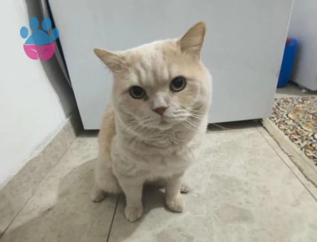 British Shorthair 5 Yaşında Erkek Kızgınlıkta