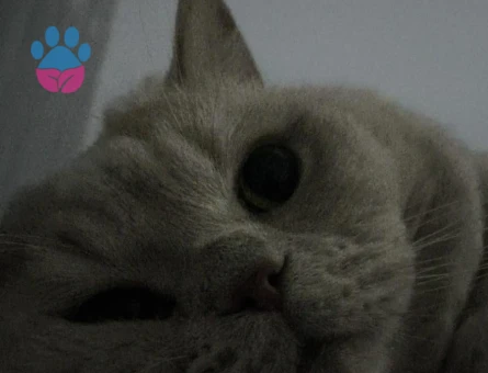 British Shorthair 5 Yaşında Erkek Kızgınlıkta - 118984380