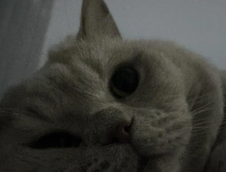 British Shorthair 5 Yaşında Erkek Kızgınlıkta - 118984380