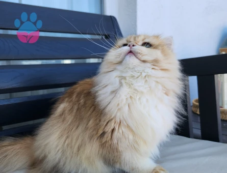 British longhair golden ny12 Scrli dişi - 118984381