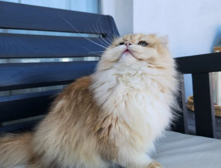 British longhair golden ny12 Scrli dişi - 118984381