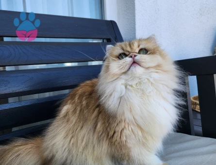 British longhair golden ny12 Scrli dişi