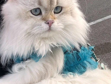 British Longhair Dişi Kedim Eş Arıyor - 118984383