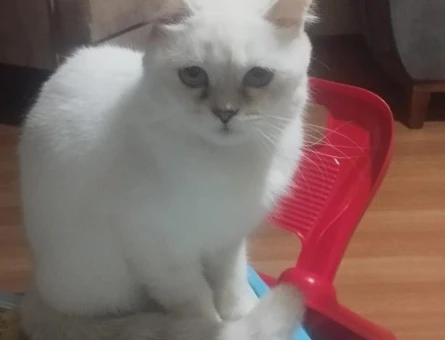 1 Yaşında British Shorthair Kedim Eş Arıyor - 118984385
