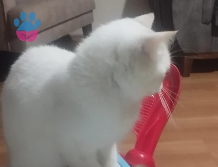 1 Yaşında British Shorthair Kedim Eş Arıyor