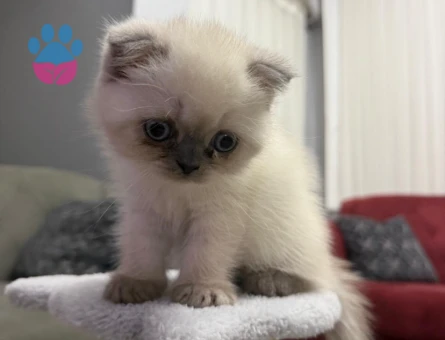 Scottish Fold Kedim Colorpoint Eş Arıyor - 118984386