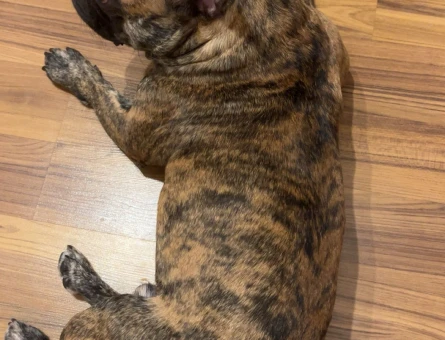 French Bulldog 2,5 yaşında oğluma eş arıyorum - 118984390