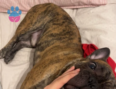 French Bulldog 2,5 yaşında oğluma eş arıyorum