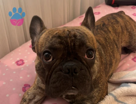 French Bulldog 2,5 yaşında oğluma eş arıyorum
