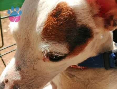 Jack Russel Pamuk Eş Arıyor