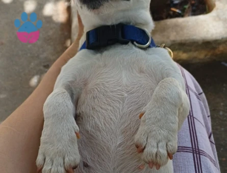 Jack Russel Pamuk Eş Arıyor