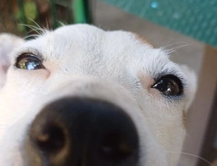 Jack Russel Pamuk Eş Arıyor - 118970730