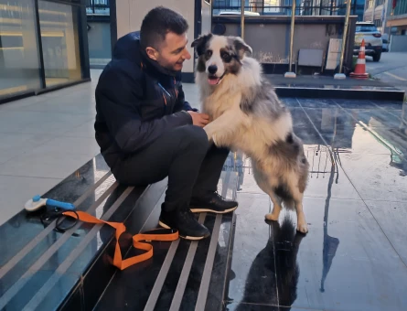 Border collie - 118978897