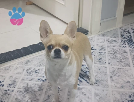 Erkeğimize eş ariyoruz