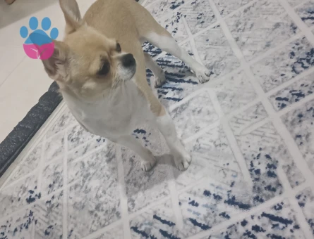 Erkeğimize eş ariyoruz