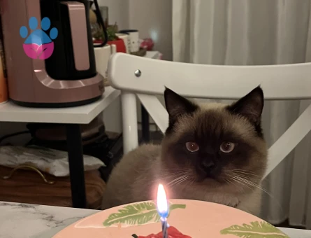 British Blue Point Oğlumuza Dişi Arıyoruz