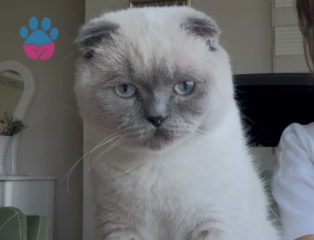 Behlül 1 yaşında. Scottish Fold - 118984692