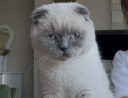 Behlül 1 yaşında. Scottish Fold - 118984692