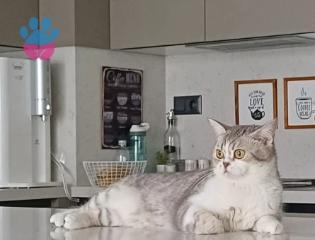 British Shorthair Kızıma Eş Arıyorum - 118984698