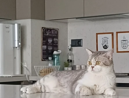 British Shorthair Kızıma Eş Arıyorum - 118984698