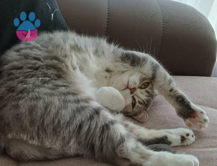 British Shorthair Kızıma Eş Arıyorum