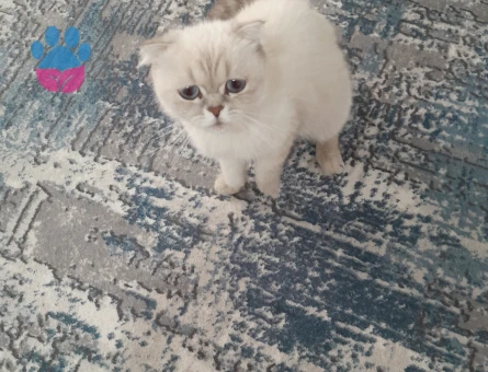 Scottish Fold 1 Yaşında Eş Arıyor - 118984699