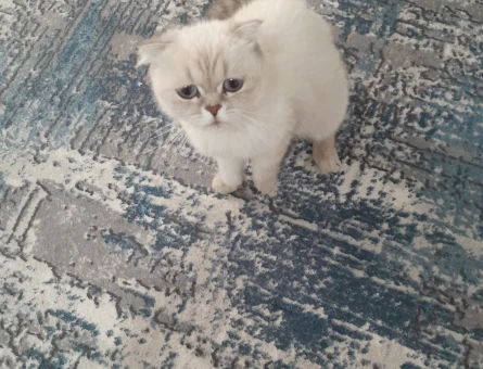 Scottish Fold 1 Yaşında Eş Arıyor - 118984699