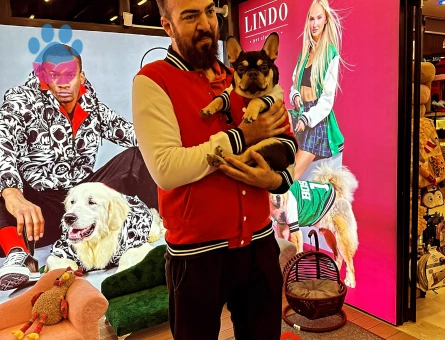 French bulldog 1,5 Yaşında Eş Arıyor