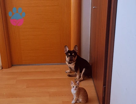 French bulldog 1,5 Yaşında Eş Arıyor