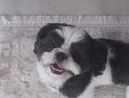 Shih tzu 2 Yaşında Eş Arıyor - 118971361