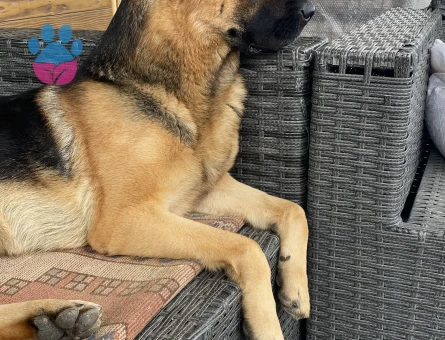 DİŞİ EŞ ARIYORUM