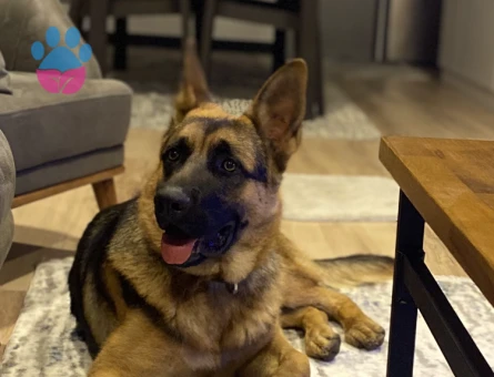 DİŞİ EŞ ARIYORUM