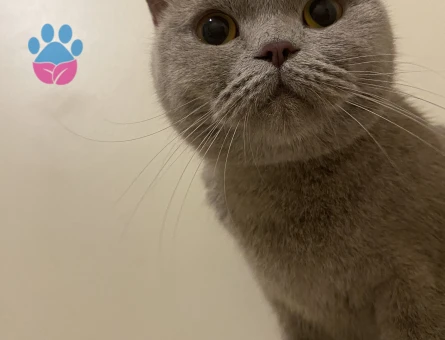 Kızıma eş arıyorum