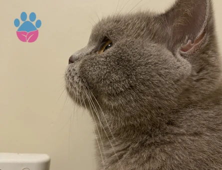 Kızıma eş arıyorum