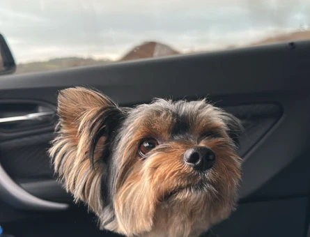 Yorkshire Terrier - 118979474