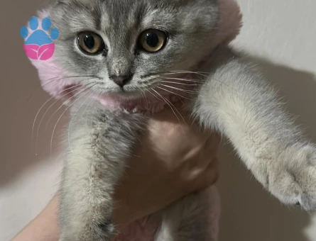 BALDAN TATLI SCOTTİSH KIZIMA EŞ ARIYORUM❤️😍🥰