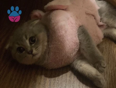 BALDAN TATLI SCOTTİSH KIZIMA EŞ ARIYORUM❤️😍🥰