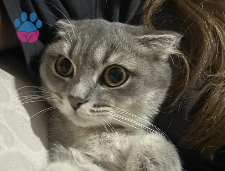 BALDAN TATLI SCOTTİSH KIZIMA EŞ ARIYORUM❤️😍🥰