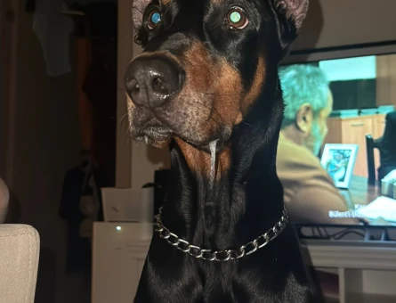 DİŞİ  DOBERMAN ARIYORUZ - 118979478