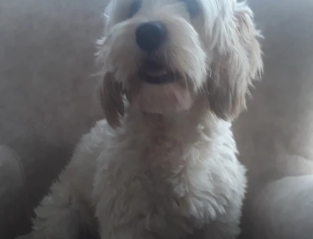 Maltese Terrier - 118979481