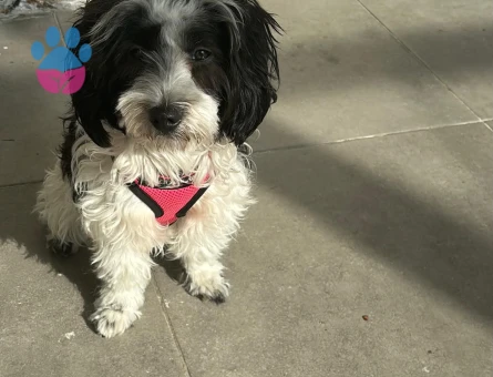 Maltipoo 2 Yaşında Eş Arıyor - 118984968