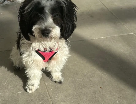 Maltipoo 2 Yaşında Eş Arıyor - 118984968